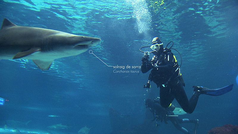 'Solraig'  de sorra; el Caín del mar