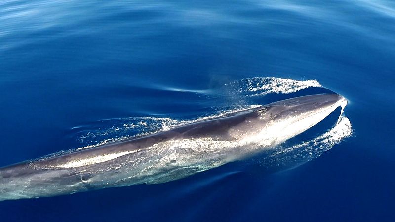 Rorqual, els grans gurmets del mediterrani