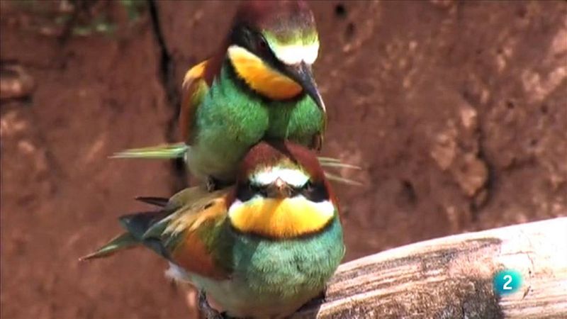 Abellerols assegurant-se una progènie