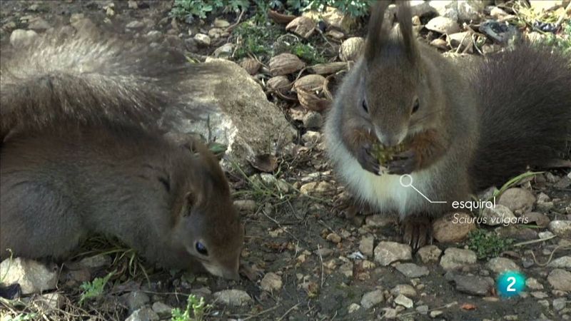 Esquirols rossegant pinyes