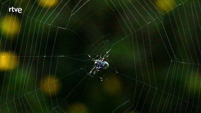 Les fabuloses teranyines...