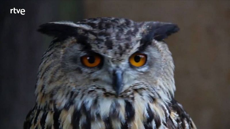 És difícil escapar-se de la mirada del mussol