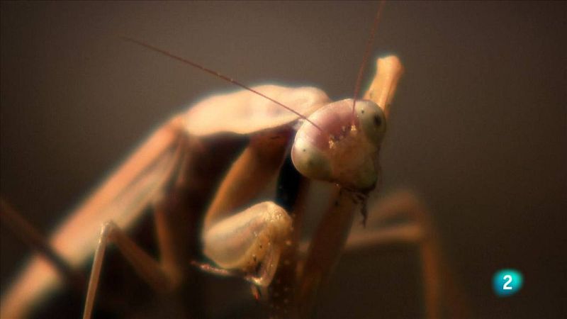 Mantis, hi ha passions que maten!