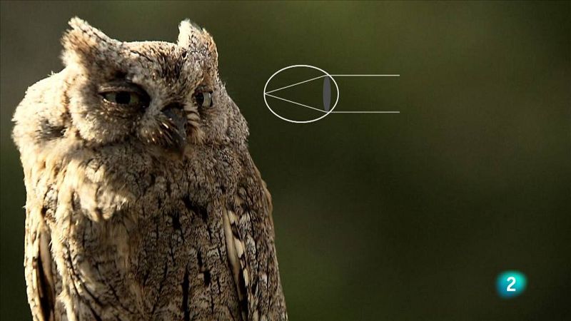 Uns ulls tubulars per veure-hi millor