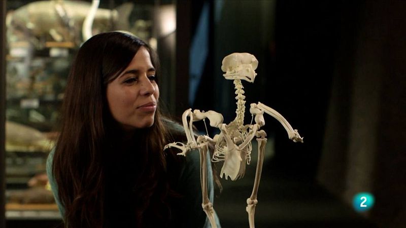 L'Evelyn mirant les vèrtebres del mussol