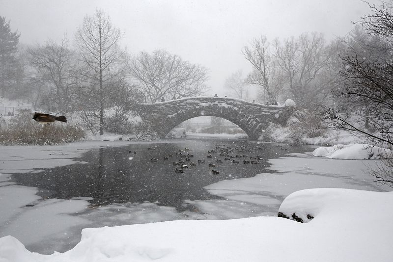 A bird flies by a pond during a snowstorm at Central Park in the Manhattan borough of New York