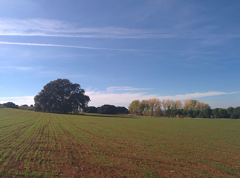 La carrasca del Toconar