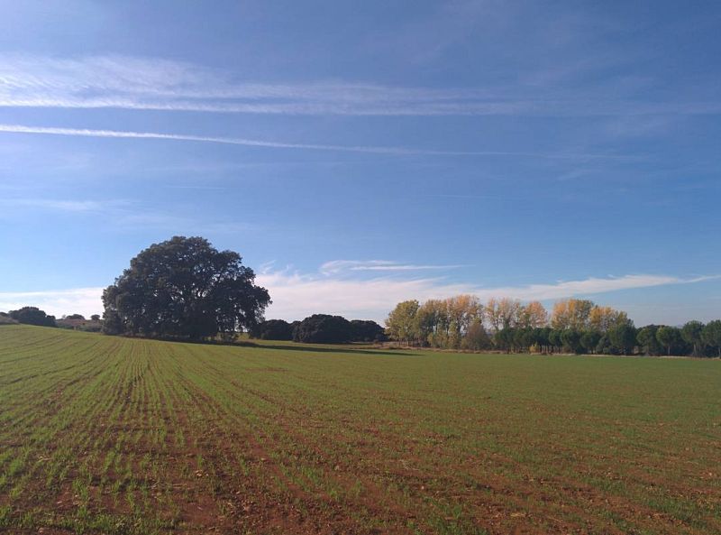 La carrasca del Toconar