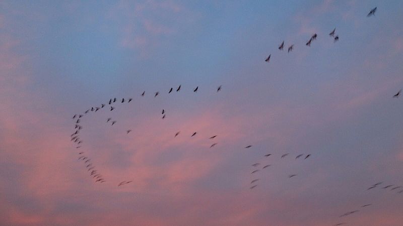 Los ánsares componen formaciones muy bellas