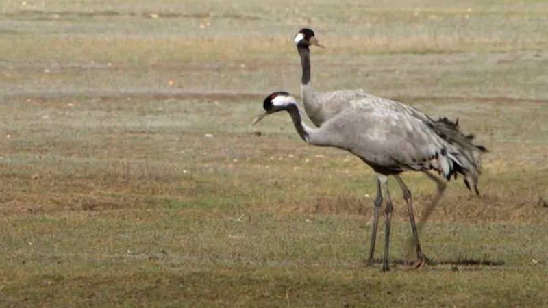 Las grullas son las protagonistas de un humedal único: la laguna de Gallocanta