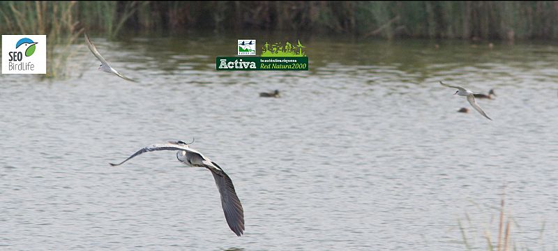 Una garza en Riet Vell