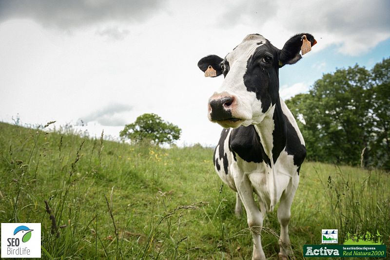 Una vaca saluda a la cámara en Belate