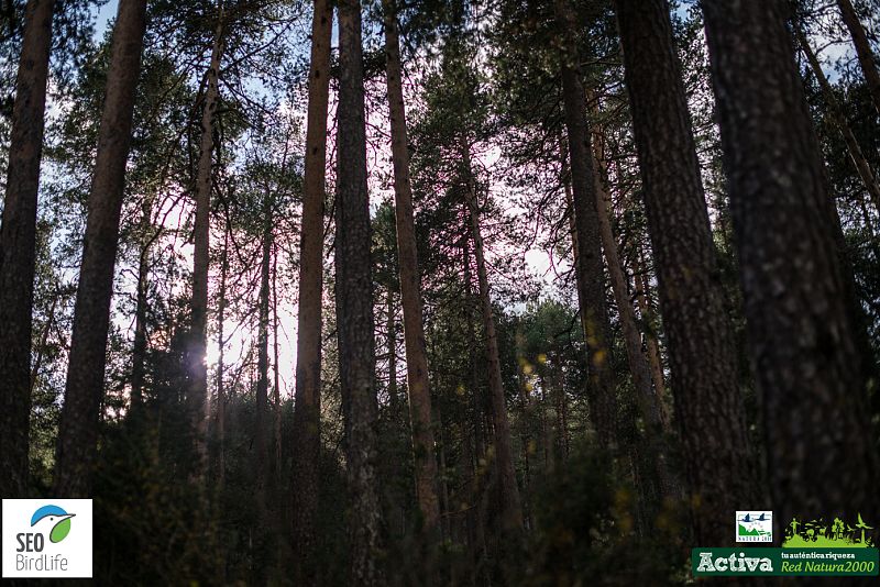 Los pinares de la Sierra del Tremedal