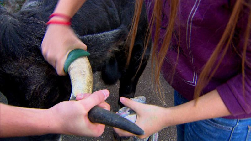Rito de engalanamiento de las vacas tudancas, blanqueo de cuernas