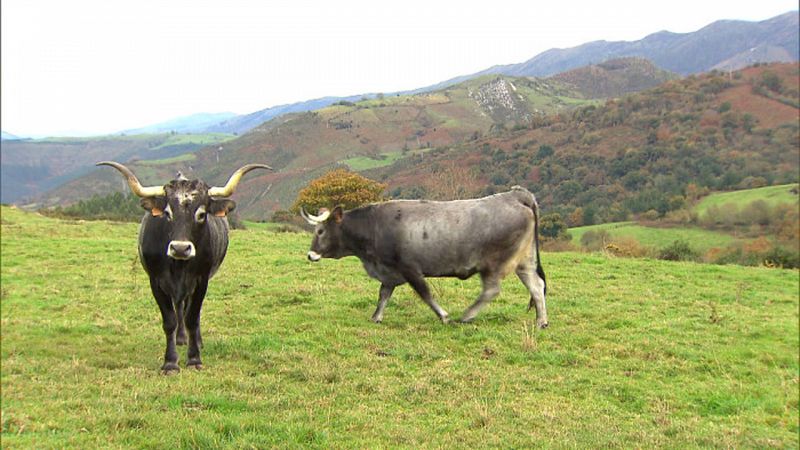 Sementales de raza tudanca en los prados de San Vicente de la Barquera, Cantabria.
