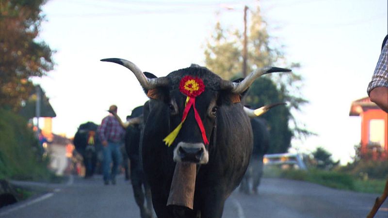 La pasá de las vacas tudancas en la feria de Ibio