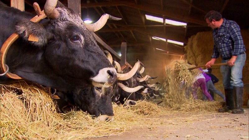 Vacas tudancas en la invernada de Caviedes, Cantabria.