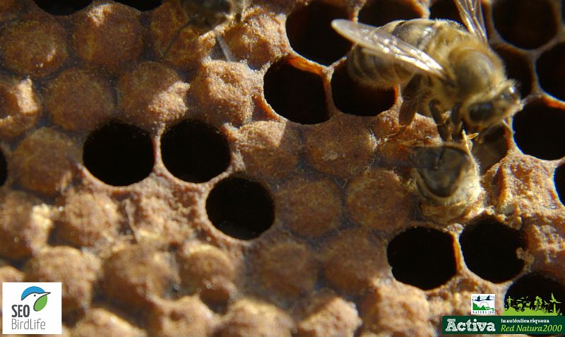 Un panal de una colmena de abejas, en la sierra de Andújar