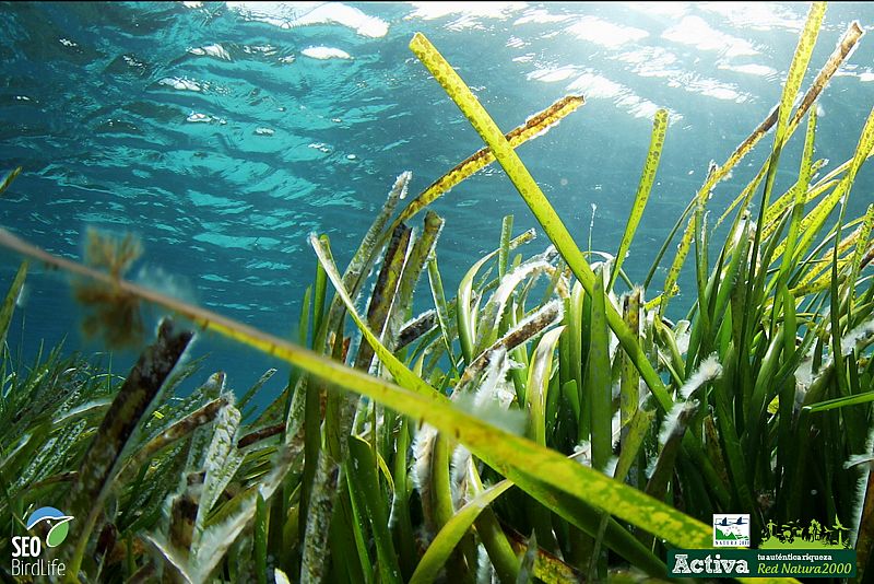 Un bosque de posidonia, en los fondos marinos de Formentera