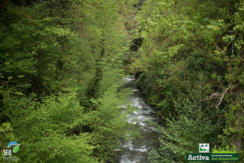 Liébana constituye la mejor representación de la diversidad y del estado de conservación de la avifauna forestal, alpina y subalpina de Cantabria