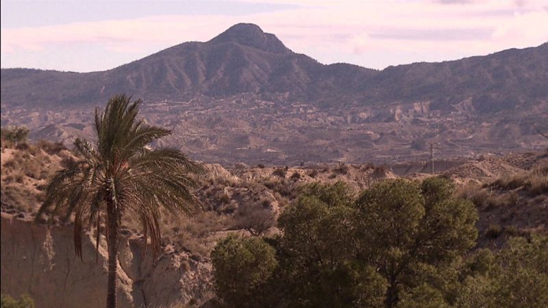 La palmera datilera no está protegida por considerarse una planta de cultivo