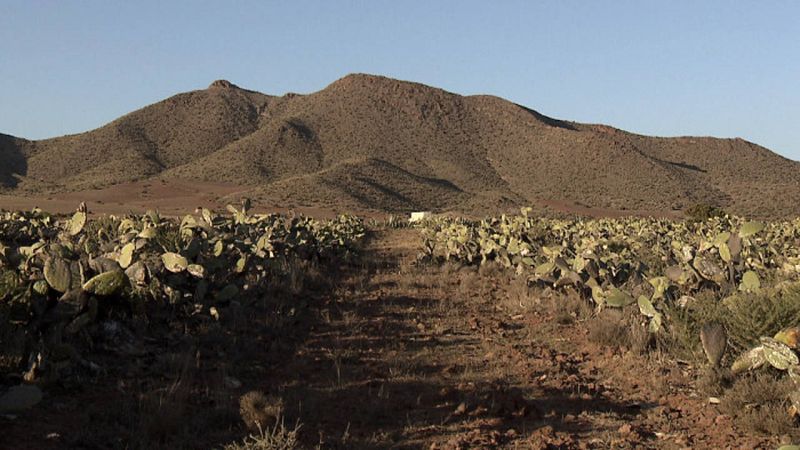 Como la chumbera es una planta invasora, la Administración la deja morir