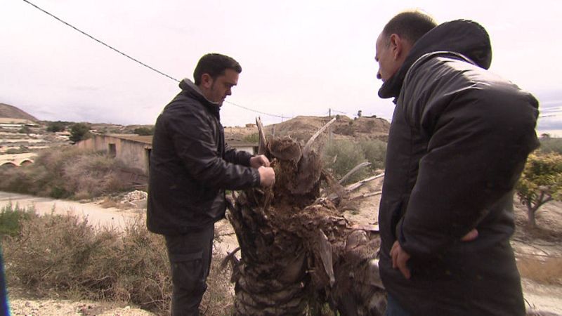 Juan Antonio Ramírez lleva una lucha casi personal para salvar las palmeras de Abanilla