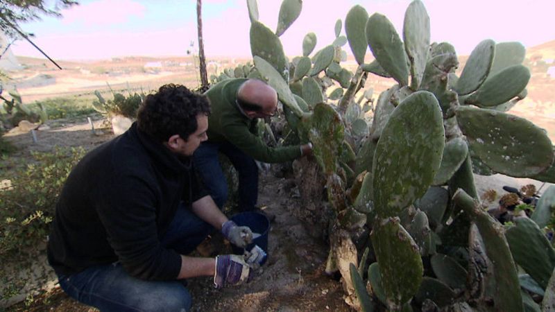 La cochinilla del carmín ataca a las chumberas