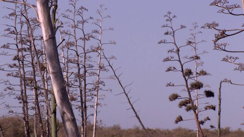 En Almería se ha creado la plataforma Salvemos las pitas