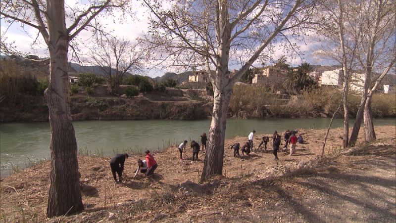Alumnos de secundaria de Abarán, Murcia, colaboran replantando vegetación de ribera