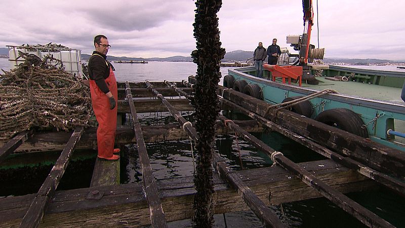 Una cuerda cosechada de mejillón puede llegar a pesar 200 kilos