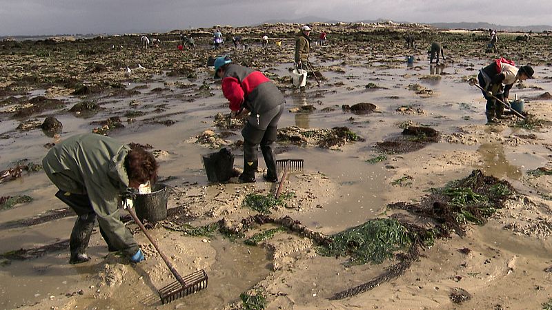 Las mariscadoras alertan de que las almejas tardan cada vez más en crecer