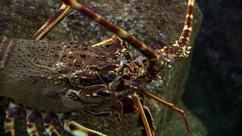 Las especies con estructuras calcáreas, como la langosta, son las más afectadas por la acidificación