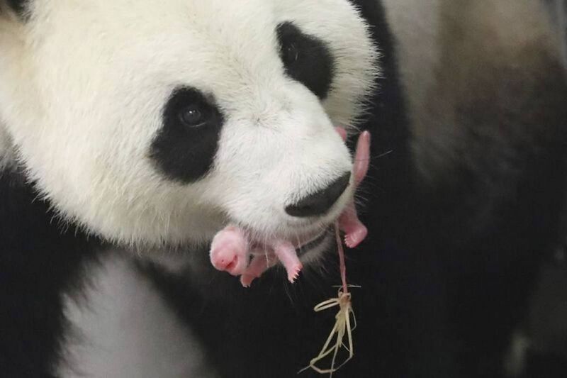 NACE UNA CRÍA DE OSO PANDA EN UN ZOO BELGA