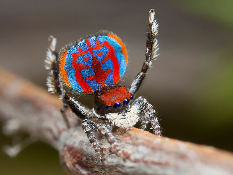 A specimen of the newly-discovered Australian Peacock spider, Maratus Bubo, shows off his colourful abdomen in this undated picture from Australia