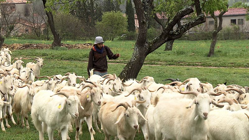 Este rebaño de cabras quedó afectado al pastar en un campo tratado con herbicidas