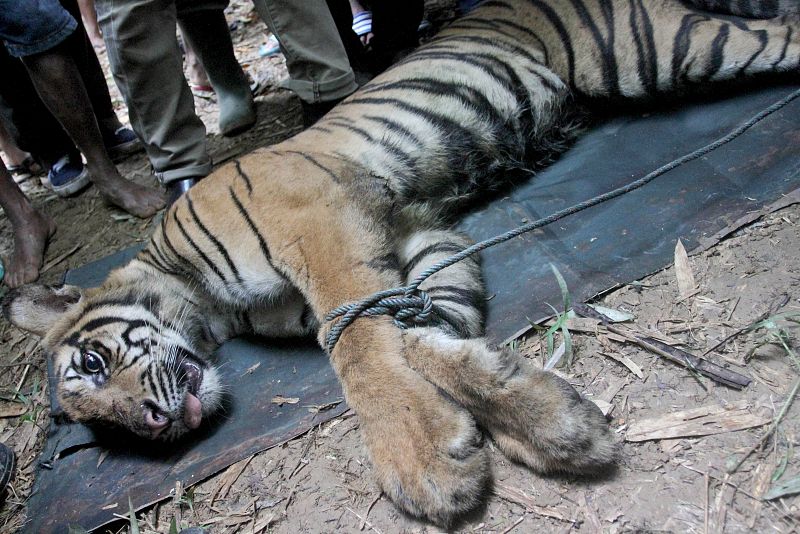 Una hembra de tigre de Sumatra, rescatada de una trampa en Indonesia