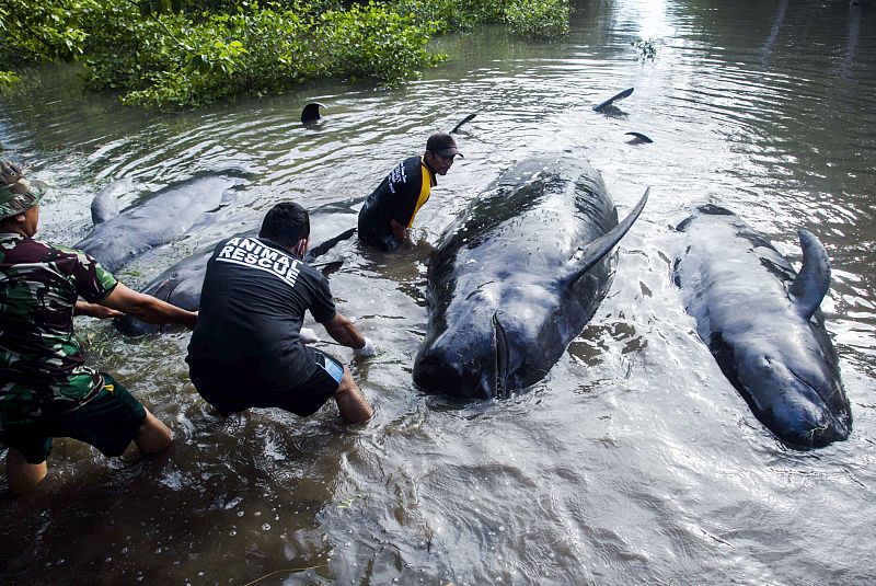 Dos hombres retiran los cuerpos sin vida de varias ballenas piloto varadas en la costa de Probolinggo (Indonesia)