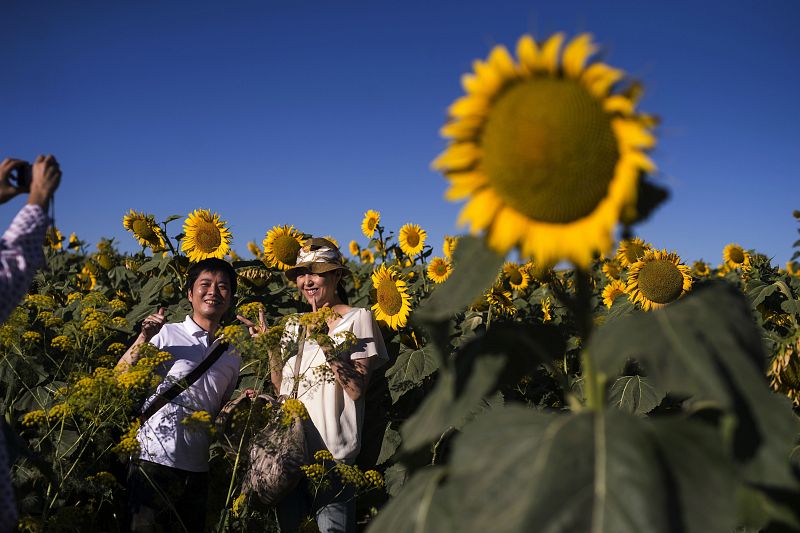 Una empresa cordobesa ofrece un tour por campos de girasoles para estos turistas