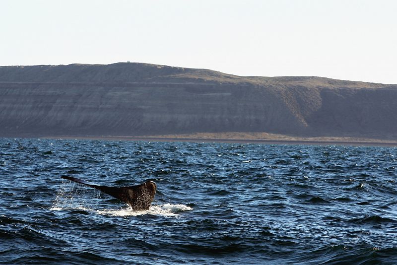 Los animales varan en las calmadas aguas de la Península Valdés para reproducirse