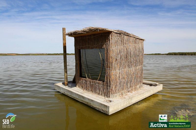  Hide en  el Taray, Humedales de la Mancha