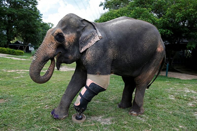 Prótesis para elefantes para paliar los efectos de las minas antipersonas en la frontera de Tailandia y Myanmar