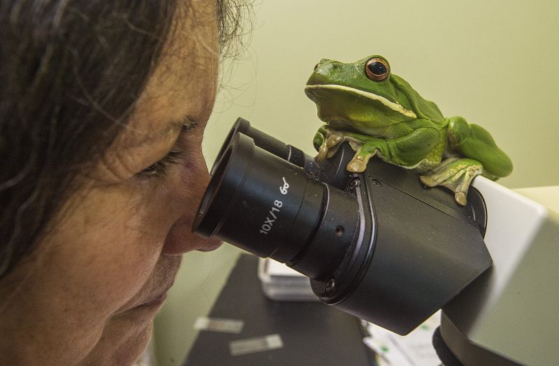 Hospital de ranas en Australia