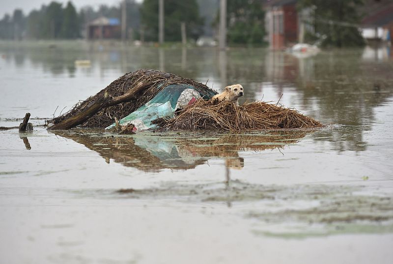 Las inundaciones golpean el sur de China en la imagen un perro permanece atrapado en una calle inundada de Shucheng