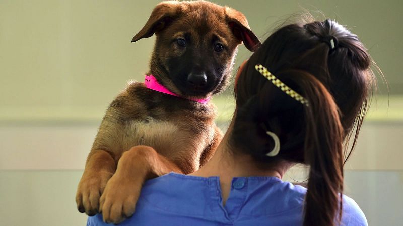 Una chica lleva en brazos a su perro