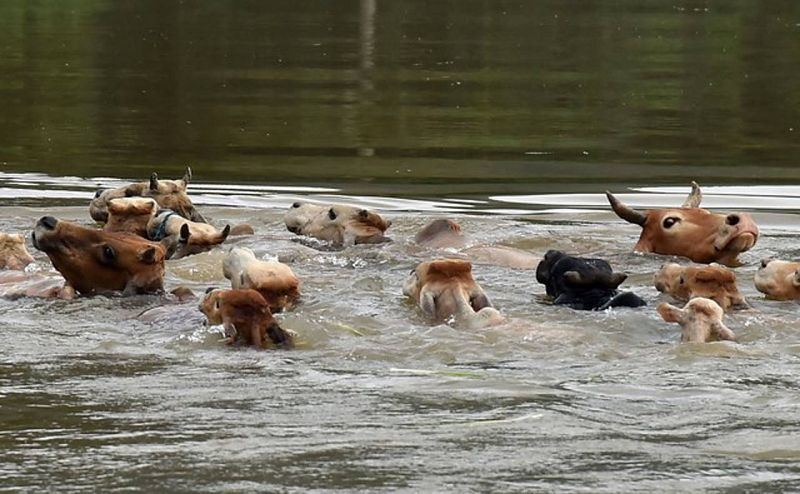 Un conjunto de vacas nadan en busca de tierra firme en el estado de Assam, India