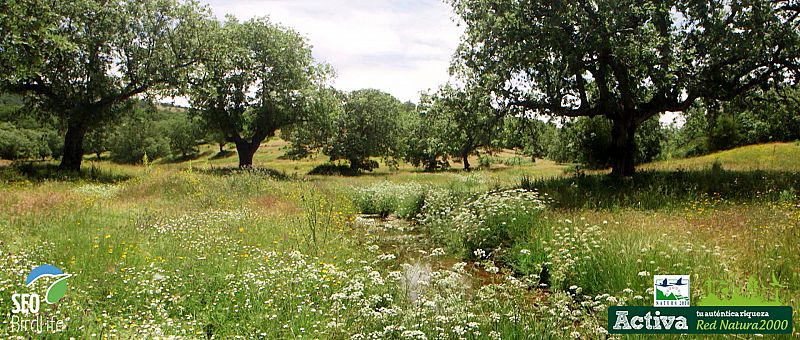 Una dehesa, típico paisaje en Red Natura 2000