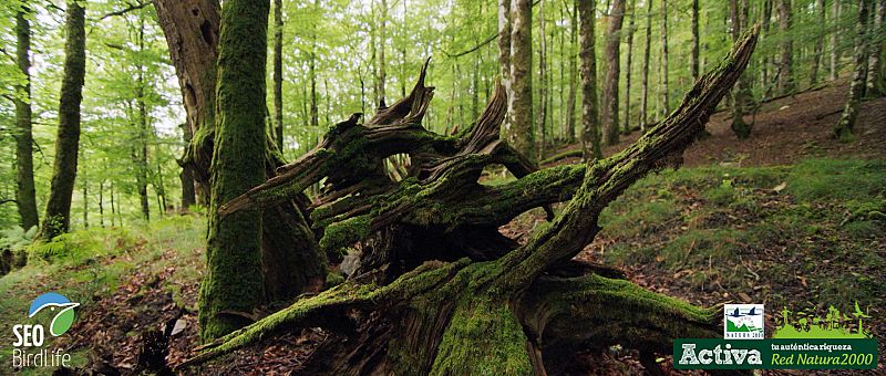 Un hábitat típico de la Red Natura 2000: el hayedo