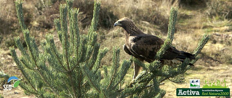 Un águila real en Red Natura 2000