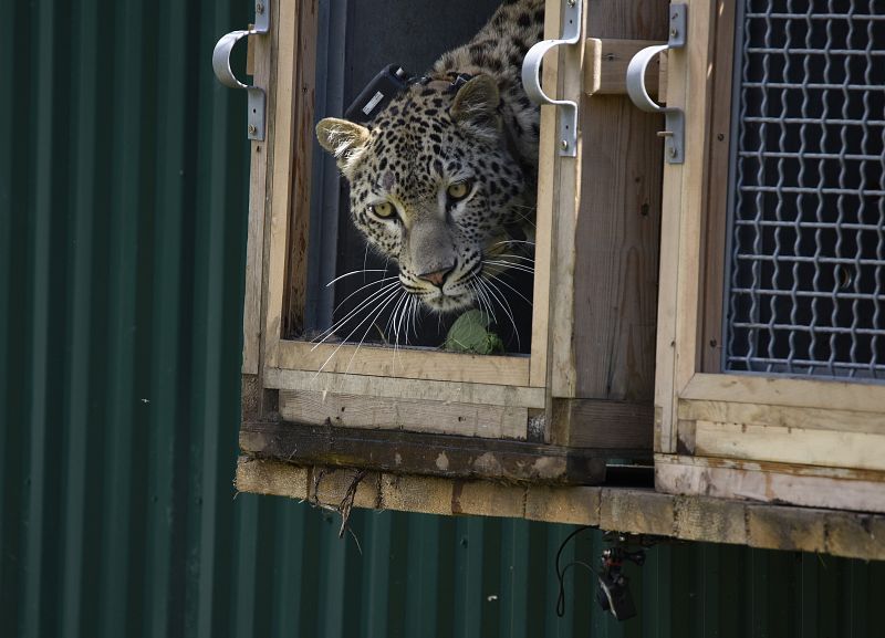 El leopardo persa ha vuelto a la región montañosa del Cáucaso ruso, tras la introducción de tres ejemplares de ese felino en el Parque Nacional de Sochi. Los tres animales -"Victoria", "Akhun" y "Killi"- que nacieron en cautividad, saborean ya la vid